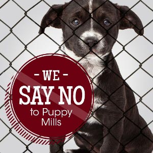 say no to puppy mills