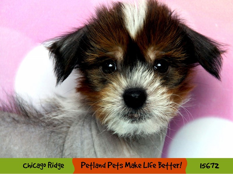 Chinese Crested-Male-Red / White-2906957-Petland Chicago Ridge