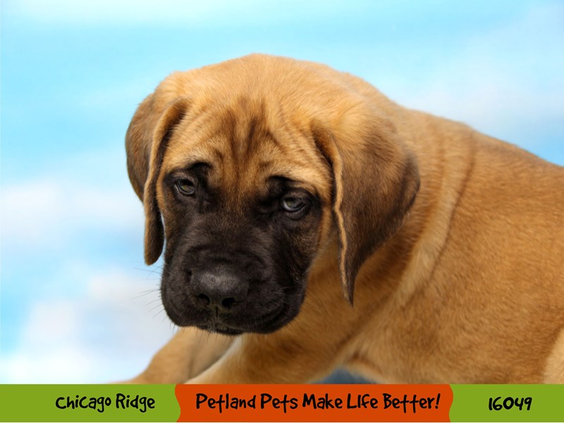 Mastiff-DOG-Male--3079774-Petland Chicago Ridge