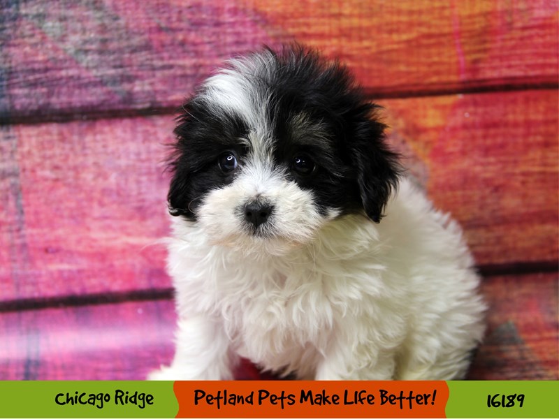 Malshi-DOG-Female-Black / White-3146868-Petland Chicago Ridge