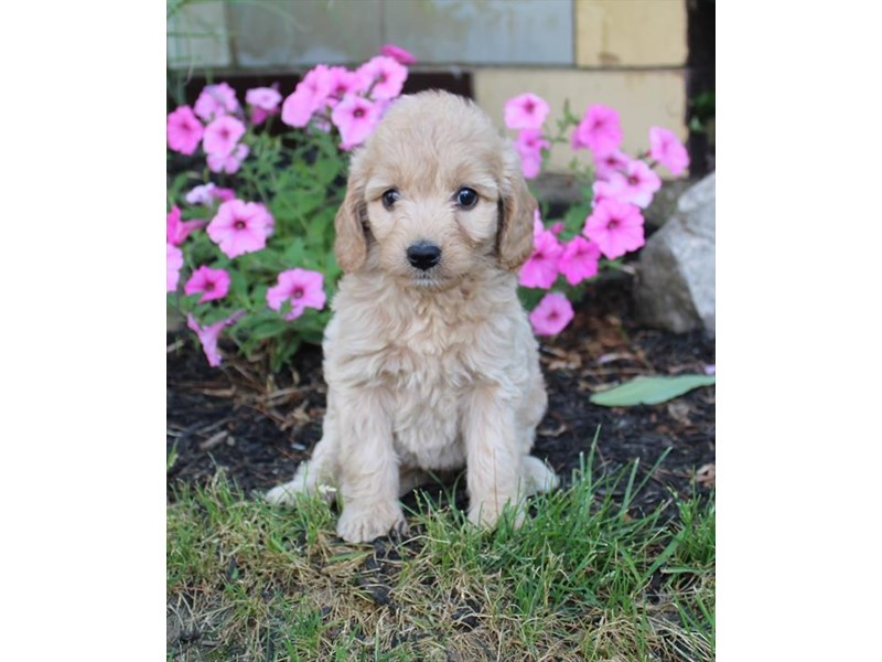 Miniature Goldendoodle-DOG-Female-Golden-3220963-Petland Chicago Ridge