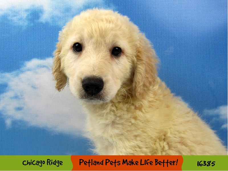 Miniature Goldendoodle-DOG-Male-Cream-3229930-Petland Chicago Ridge