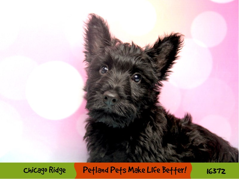 Scottish Terrier-Male-Black-3223048-Petland Chicago Ridge
