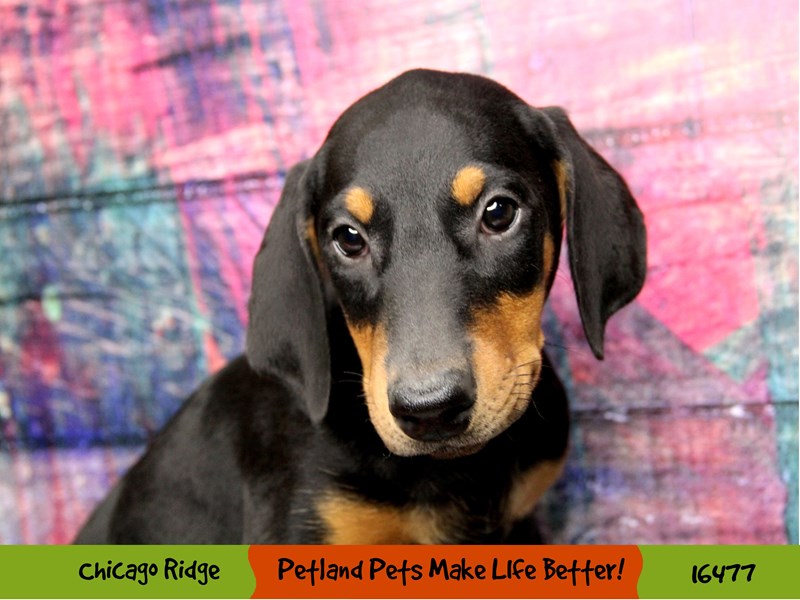 Doberman Pinscher-DOG-Female-Black / Rust-3286658-Petland Chicago Ridge