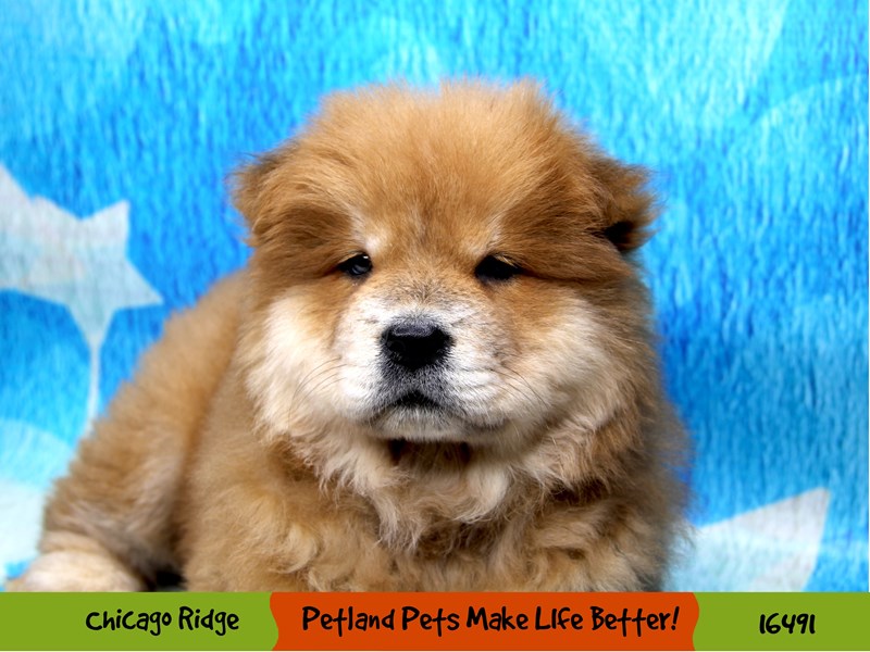 Chow Chow-Male-Red-3288906-Petland Chicago Ridge