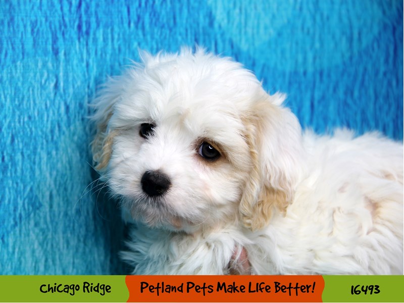 Cavachon-DOG-Female-Cream / White-3288912-Petland Chicago Ridge