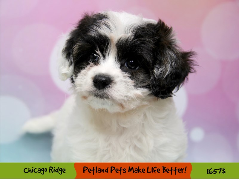 Cavachon-DOG-Female-Black-3325835-Petland Chicago Ridge