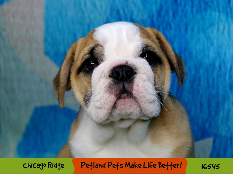 English Bulldog-Female-Red / White-3323539-Petland Chicago Ridge