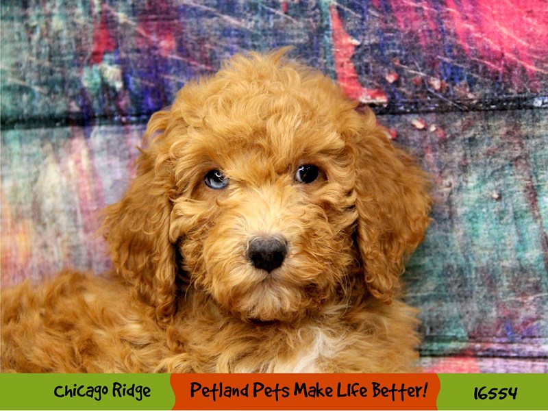 Goldendoodle 2nd Gen-Male-Red / White-3323387-Petland Chicago Ridge