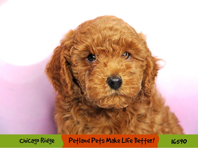 Miniature Poodle-Female-Red-3333395-Petland Chicago Ridge