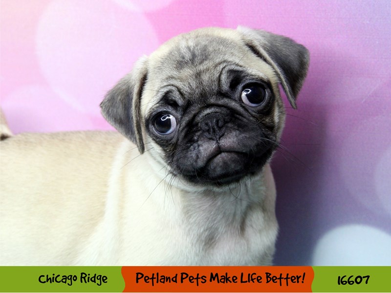 Pug-Female-Fawn-3344431-Petland Chicago Ridge