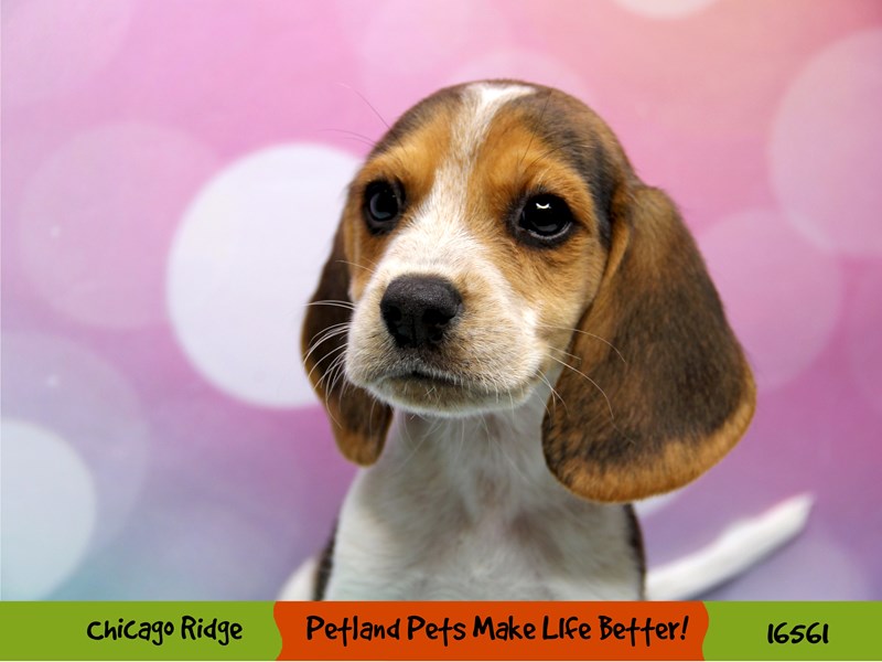 Beagle-Male-Black White / Tan-3325836-Petland Chicago Ridge