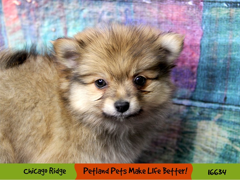 Pomeranian-Male-Light Brown-3359563-Petland Chicago Ridge