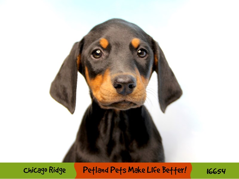 Doberman Pinscher-DOG-Female-Black / Rust-3368843-Petland Chicago Ridge