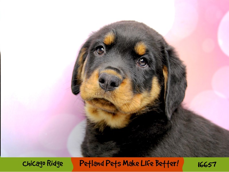Rottweiler-Female-Black / Mahogany-3368961-Petland Chicago Ridge