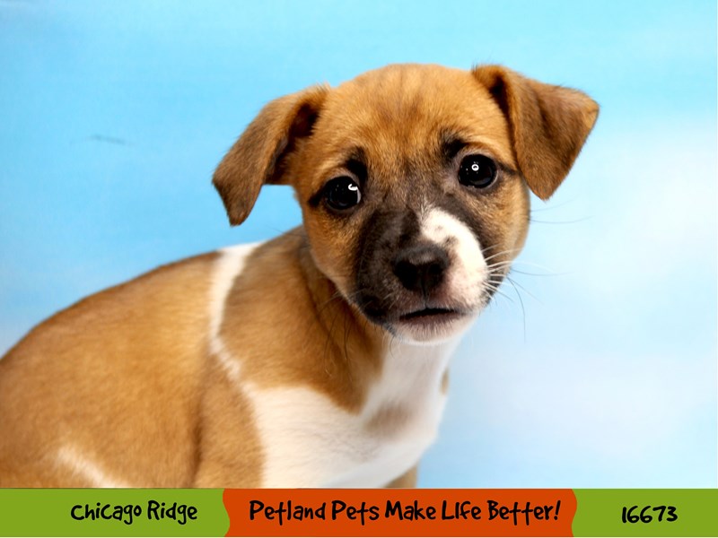 Jack Russell Terrier-Female-Brown / White-3377997-Petland Chicago Ridge
