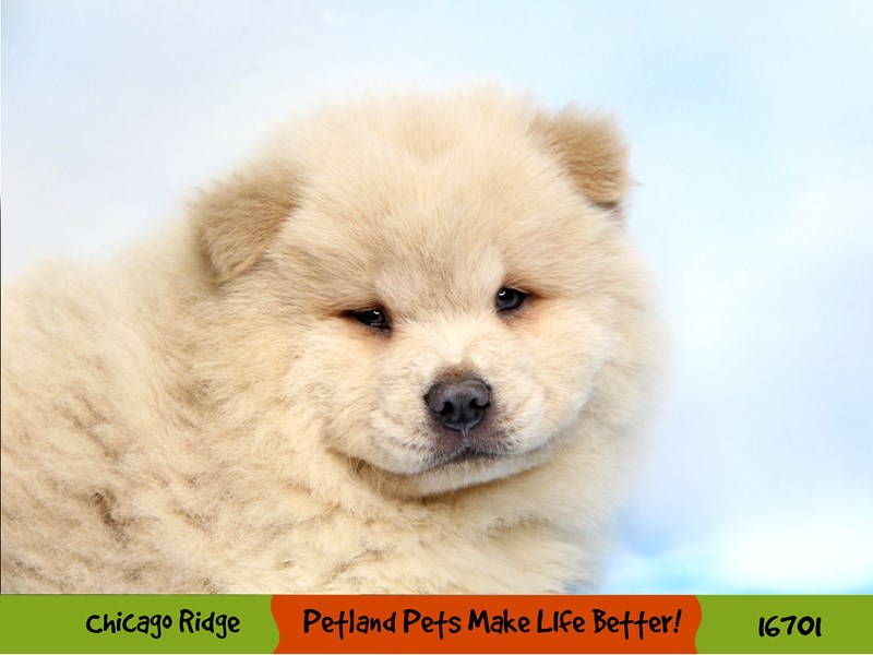 Chow Chow-DOG-Male-Cream-3389888-Petland Chicago Ridge