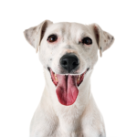 Petland Chicago Ridge Jack Russell Terrier