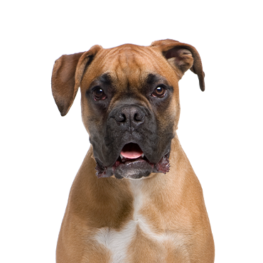 Boxer Puppies For Sale Greenfield Puppies, 49% OFF
