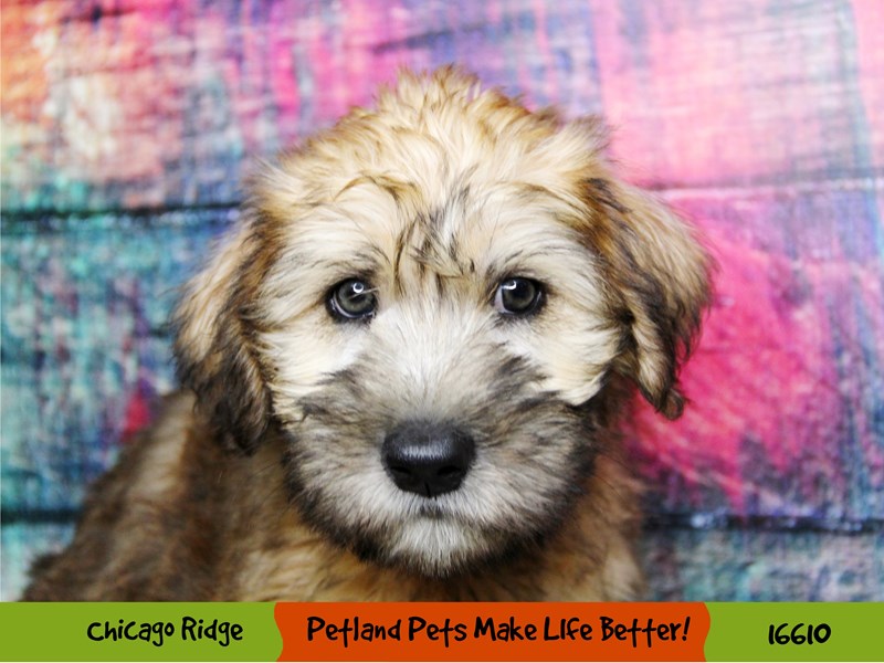 Soft Coated Wheaten Terrier-Male-Wheaten-3344434-Petland Chicago Ridge