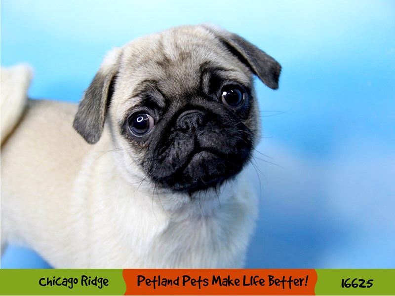 Pug-Female-Fawn-3353383-Petland Chicago Ridge