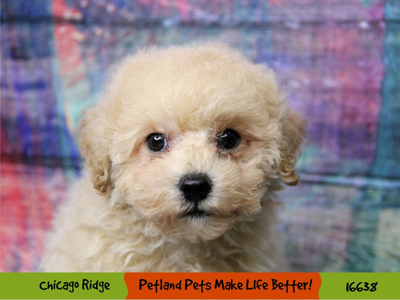 Poodle-Male-Cream-3359976-Petland Chicago Ridge