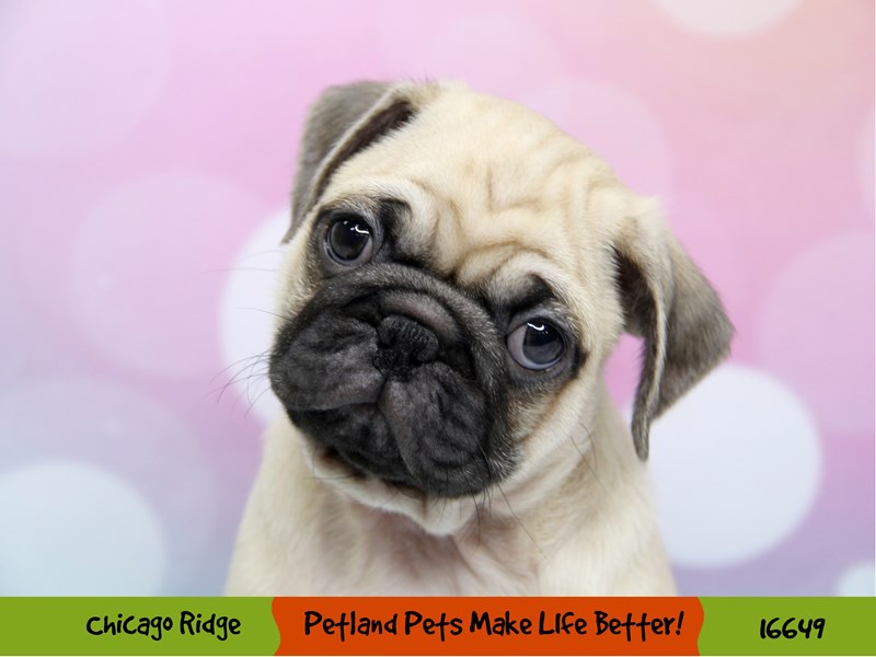 Pug-Male-Fawn-3368878-Petland Chicago Ridge