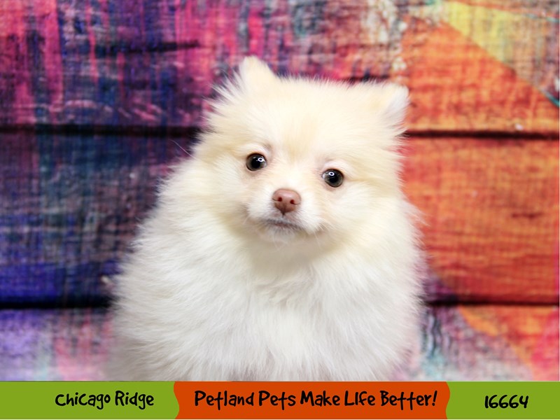 Pomeranian-Female-Cream-3370860-Petland Chicago Ridge