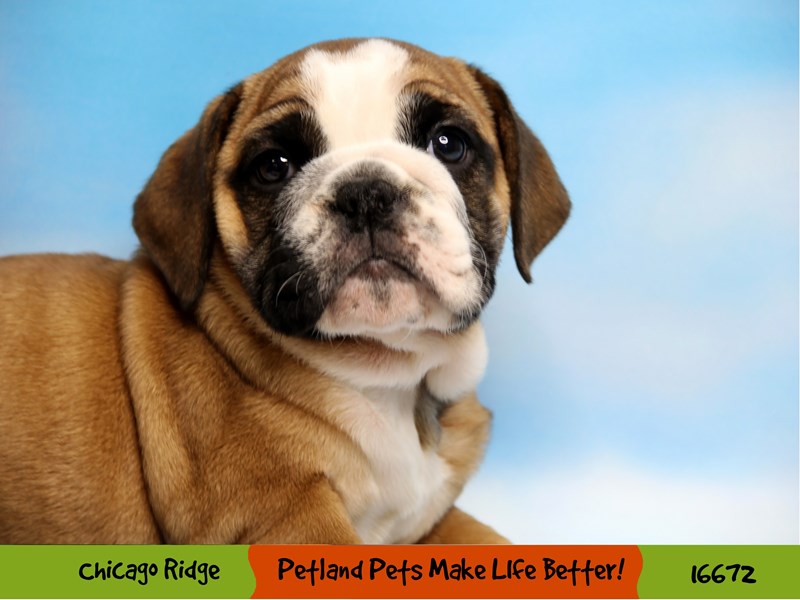 English Bulldog-Female-Red-3378002-Petland Chicago Ridge