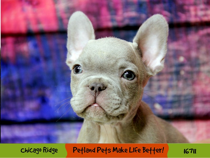 French Bulldog-Male-Blue-3397183-Petland Chicago Ridge