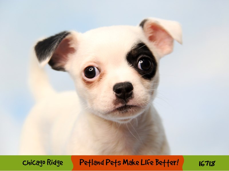 Chihuahua-Female-White-3397691-Petland Chicago Ridge