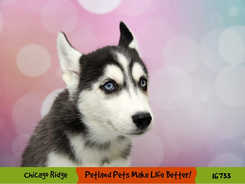 Siberian Husky-DOG-Female-Black & White-3405333-Petland Chicago Ridge