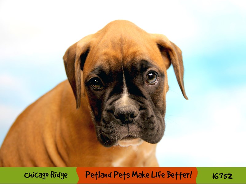Boxer-DOG-Male-Fawn-3414324-Petland Chicago Ridge