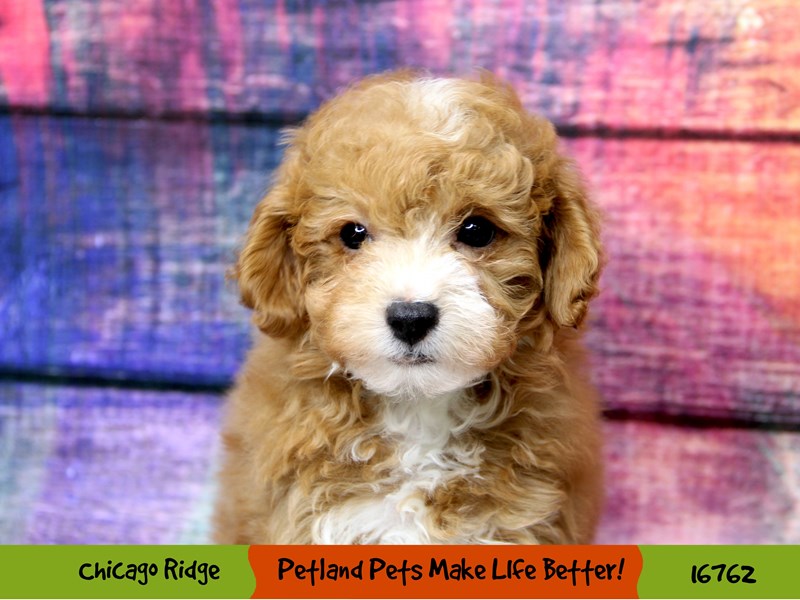 Poodle-Male-Red-3417745-Petland Chicago Ridge