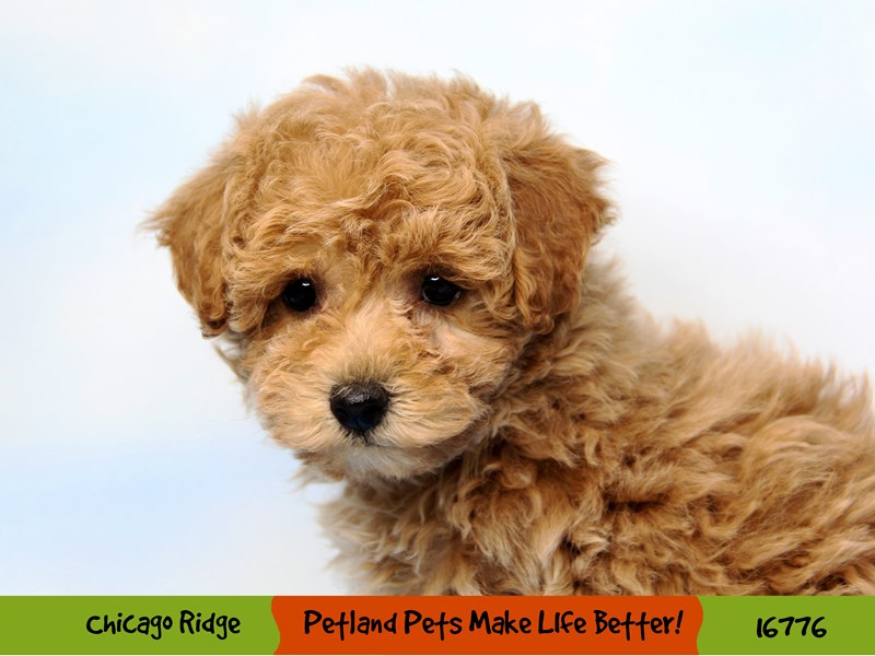 Poodle-DOG-Female-Apricot-3424757-Petland Chicago Ridge