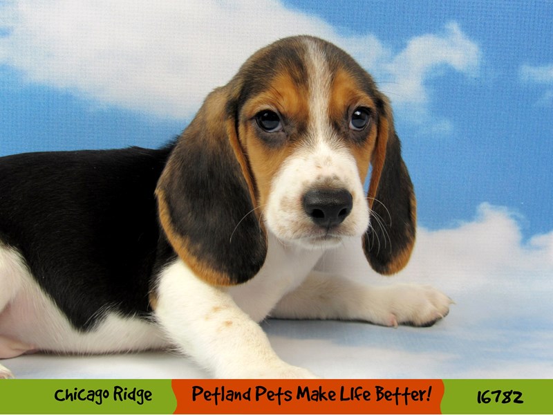 Beagle-Male-Tri-Colored-3341880-Petland Chicago Ridge