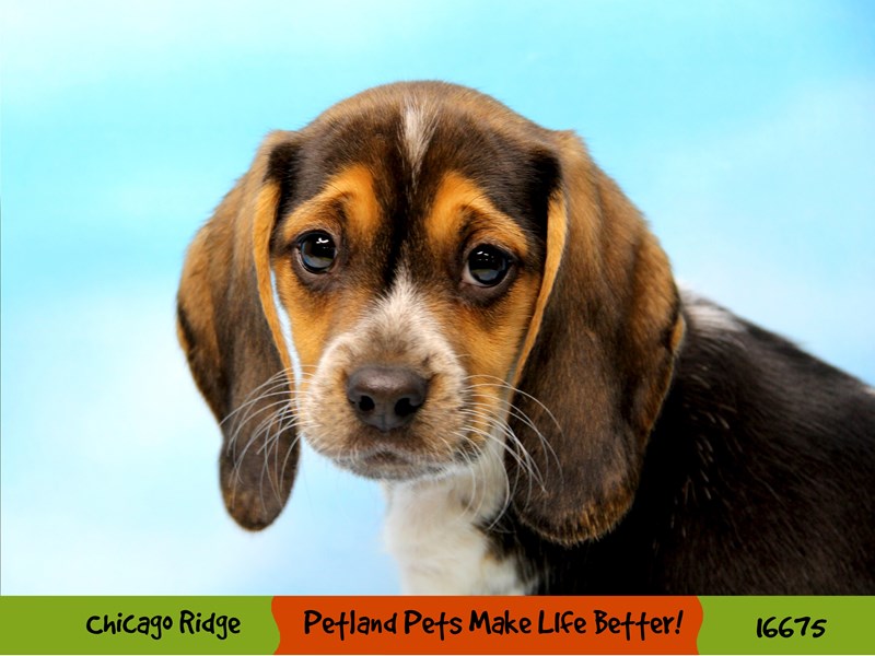 Beagle-Female-Black White / Tan-3380499-Petland Chicago Ridge