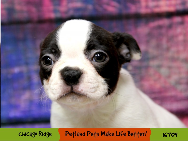 Boston Terrier-Female-Black & White-3397171-Petland Chicago Ridge