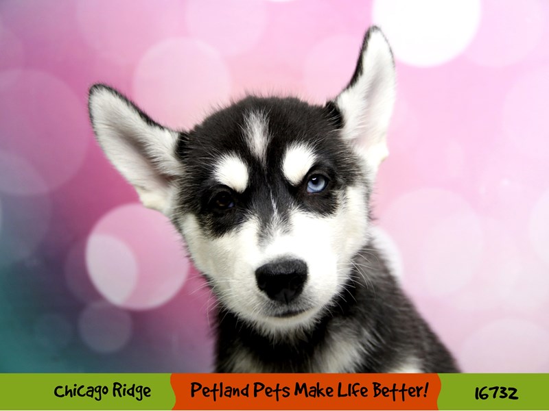 Siberian Husky-DOG-Male-Black & White-3405331-Petland Chicago Ridge