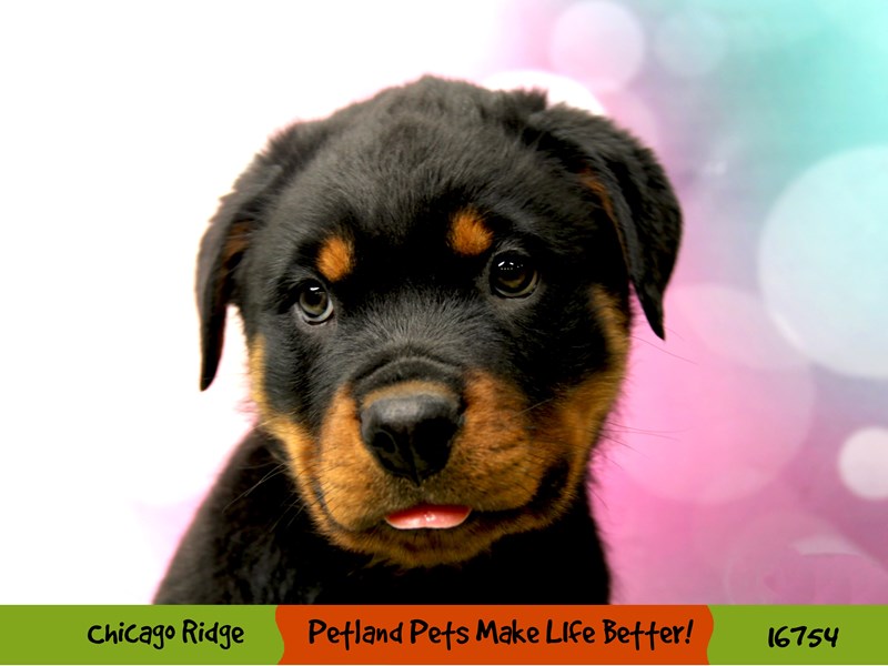 Rottweiler-Male-Black / Mahogany-3414350-Petland Chicago Ridge