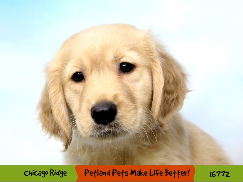 Golden Retriever-DOG-Male-Golden-3424829-Petland Chicago Ridge