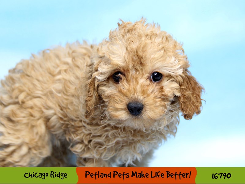 Poodle-DOG-Female-Apricot-3435865-Petland Chicago Ridge