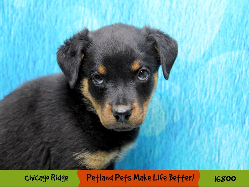 Rottweiler-Female-Black & Tan-3443362-Petland Chicago Ridge