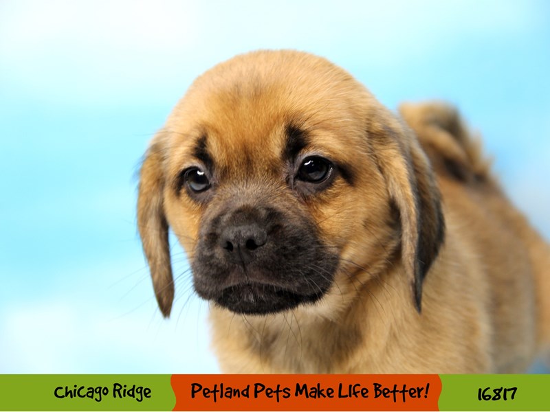 Puggle-Female-Red-3445718-Petland Chicago Ridge