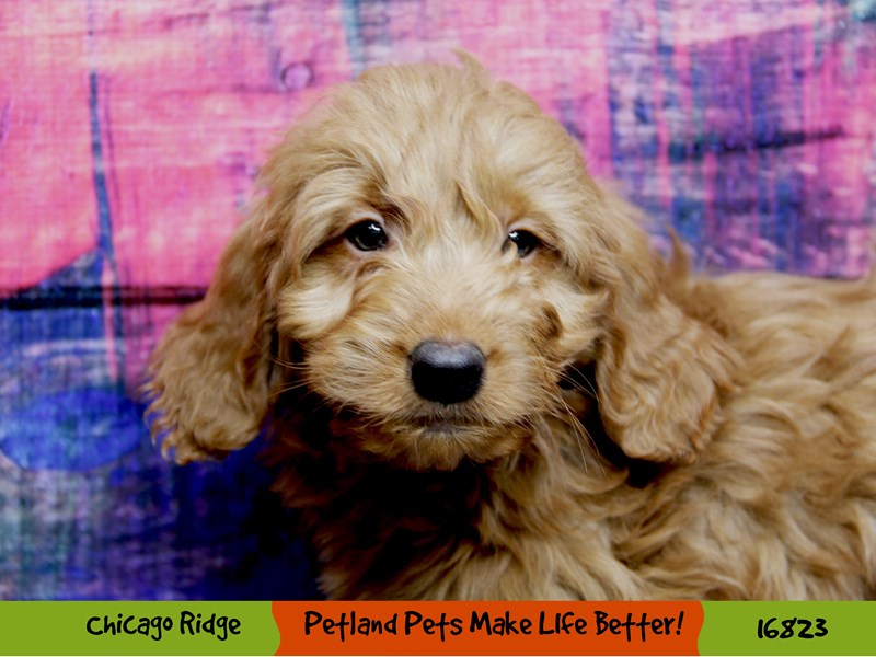 Miniature Goldendoodle-DOG-Male-Golden-3454399-Petland Chicago Ridge