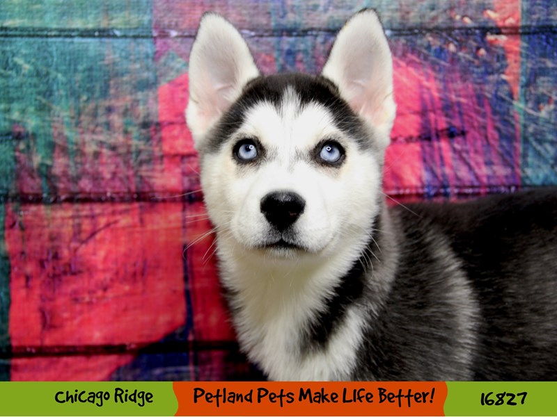 Siberian Husky-Female--3454419-Petland Chicago Ridge