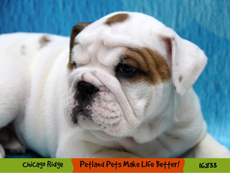 English Bulldog-Male-Red-3457284-Petland Chicago Ridge