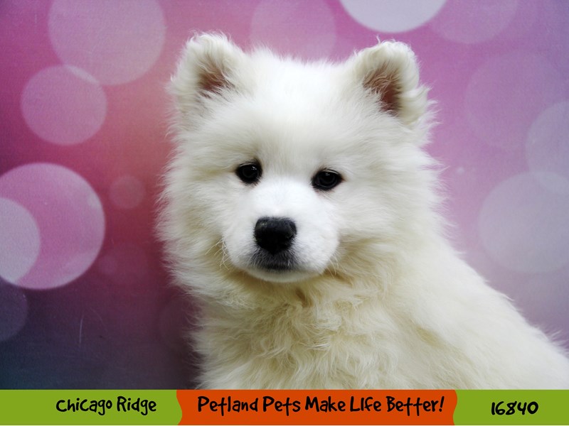 Samoyed-DOG-Female-White-3464381-Petland Chicago Ridge