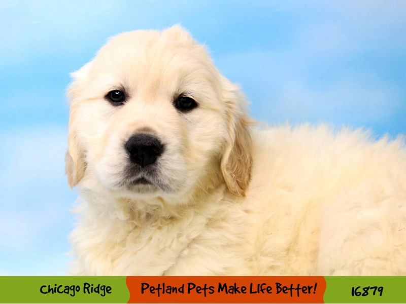 Golden Retriever-DOG-Male-Golden-3489456-Petland Chicago Ridge