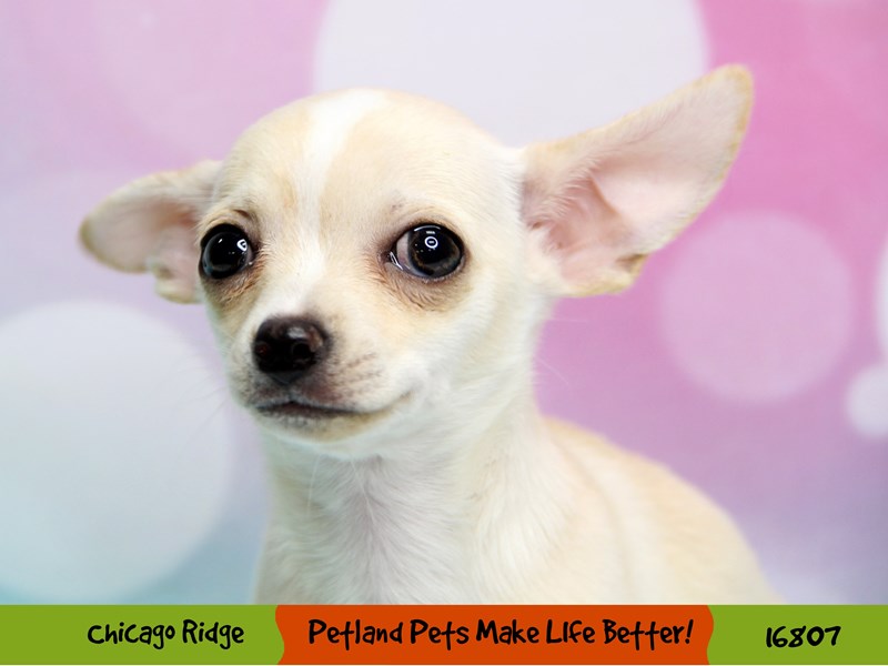Chihuahua-Female-Cream-3445733-Petland Chicago Ridge